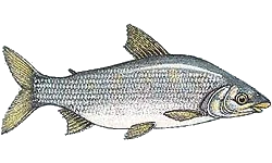 Imagem PNG, Peixes - 9