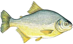 Imagem PNG, Peixes - 19