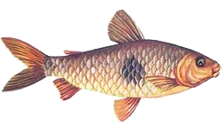 Imagem PNG, Peixes - 23