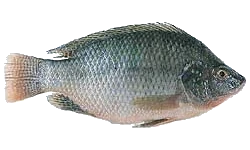 Imagem PNG, Peixes - 30